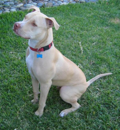 pit bull terrier - american staffordshire terrier