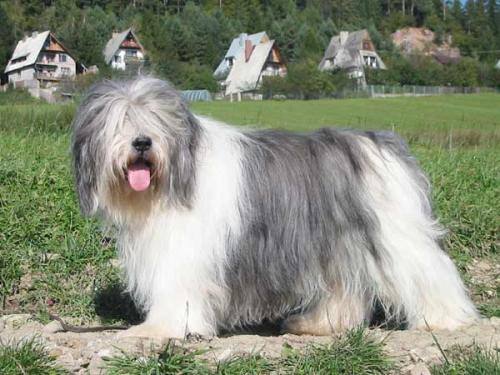 polnischer niederungsh�tehund - polski owczarek nizinny