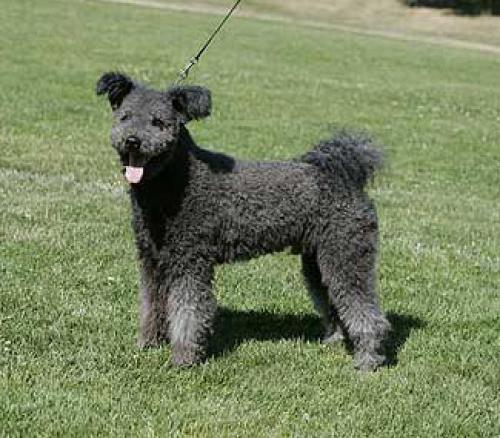 pumi