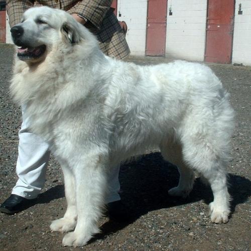 pyren�enberghund - chien de montagne des pyr�n�es