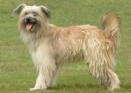 pyren�ensch�ferhund langhaar - berger des pyr�n�es � poil long