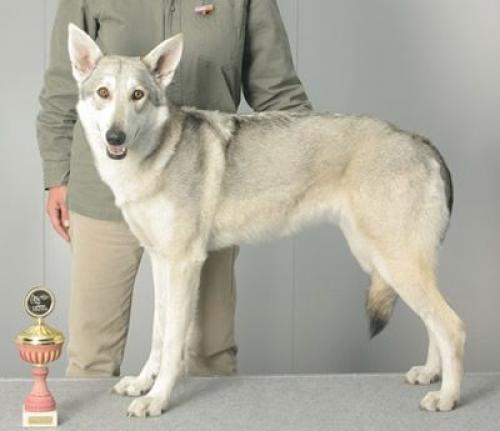 saarloos wolfshund - saarlooswolfhond