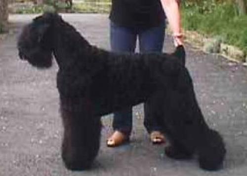schwarzer terrier - tchiorny terrier