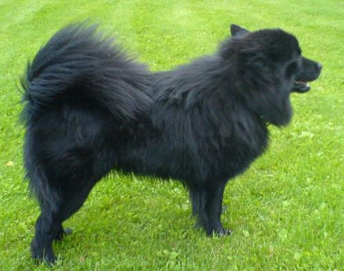 schwedischer lapphund - svensk lapphund