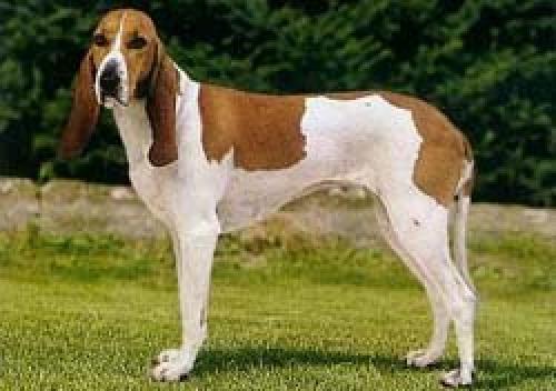 schweizerischer niederlaufhund - schwyzer niederlaufhund