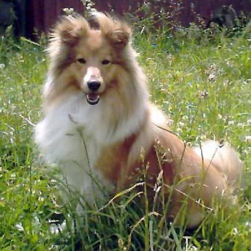 sheltie - shetland sheepdog