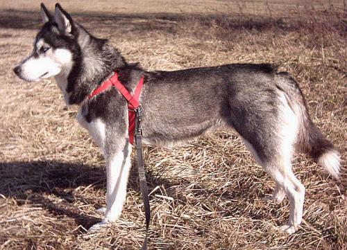 sibirischer husky - siberian husky