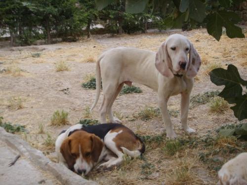 spanischer laufhund - sabueso espa�ol