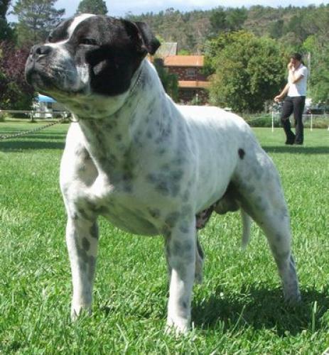 staffordshire bullterrier - staffordshire bull terrier