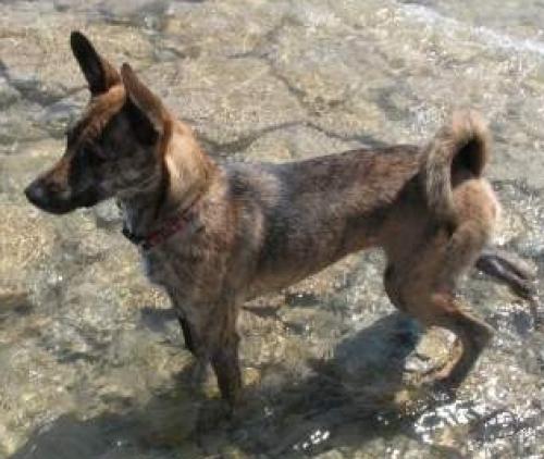 taiwanhund - taiwan dog