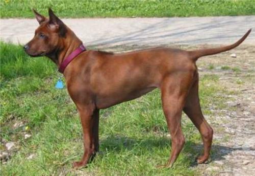 thai ridgeback - thai ridgeback dog