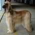 Afghanischer Windhund - Afghan Hound