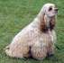 Amerikanischer Cocker Spaniel - American Cocker Spaniel