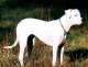 Argentinische Dogge - Dogo Argentino