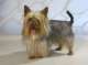 Australian Silky Terrier - Silky Terrier