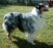 Australischer Schferhund - Australian Shepherd