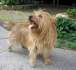 Australischer Terrier - Australian Terrier