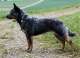 Australischer Treibhund - Australian Cattle Dog