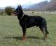 Beauceron - Berger de Beauce