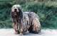 Bergamasker Hirtenhund - Cane da pastore Bergamasco