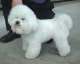 Bichon fris - Bichon  poil fris