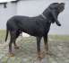 Black and Tan Coonhound