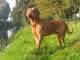 Bordeaux-Dogge - Dogue de Bordeaux