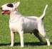 Bullterrier - Bull Terrier