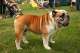 Englische Bulldogge - English Bulldog