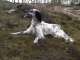 Englischer Setter - English Setter