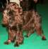 Field Spaniel - English Field Spaniel