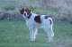 Irischer Rot-Weier Setter - Irish Red and White Setter