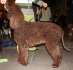 Irischer Wasserspaniel - Irish Water Spaniel