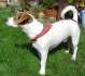 Jack Russell Terrier