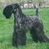 Kerry Blue Terrier - Irish Kerry Blue Terrier