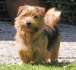 Norfolk Terrier