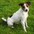 Parson Jack Russell Terrier