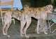 Spanischer Windhund - Galgo Espaol