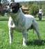Staffordshire Bullterrier - Staffordshire Bull Terrier