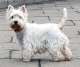 West Highland White Terrier