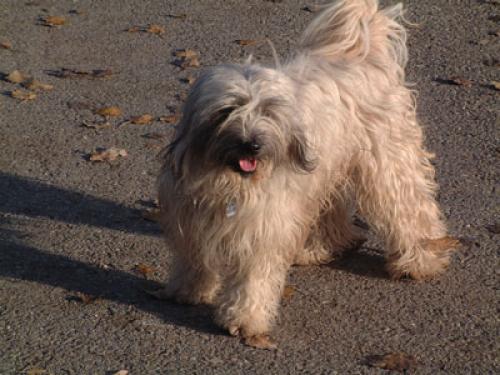 tibet terrier - tibetan terrier