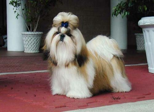 tibetischer l�wenkopf - shih tzu