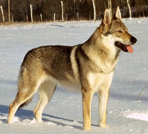 tschechoslowak. wolfhund - ceskoslovensk� vlcak