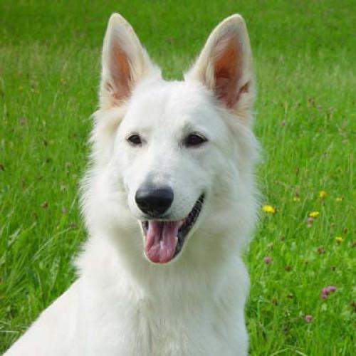 weisser schweizer sch�ferhund - berger blanc suisse