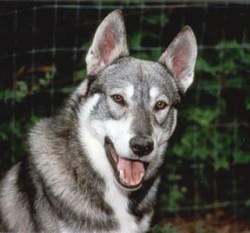 westsibirische laika - zapadno-sibirska�a la�ka