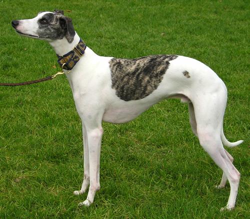 whippet