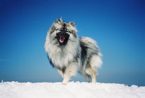 wolfsspitz