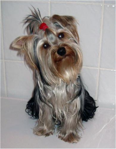yorkshire terrier
