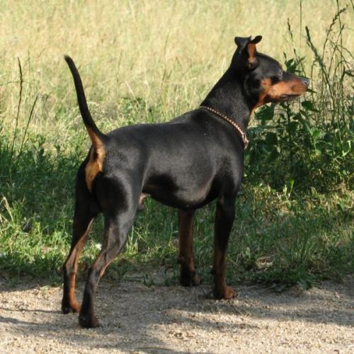 zwergpinscher