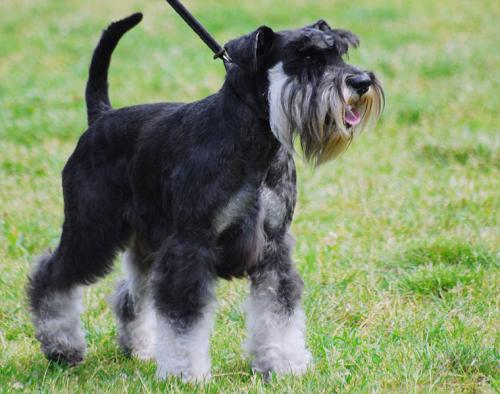 zwergschnauzer